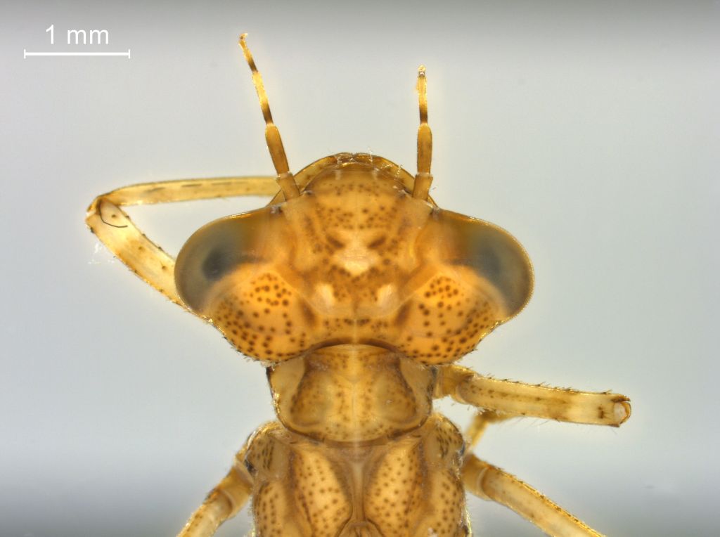 Coenagrion hastulatum